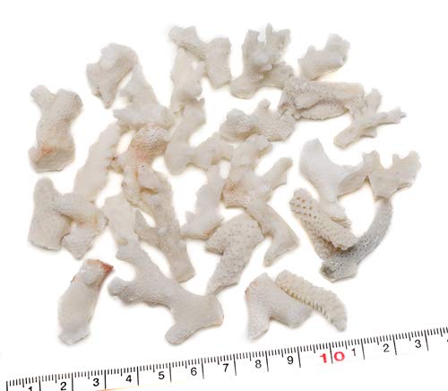 Amazon | 【貝殻パーツ】さんごのかけら 珊瑚の欠片 中サイズ 10g