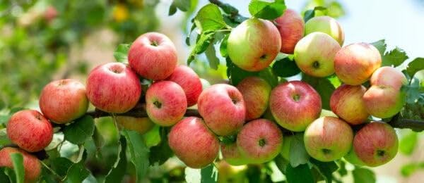 1 Apfelbaum "Elstar" 120-150cm im großem Topf Apfelbaum Busch Obstbaum Apfel Malus domestica Obst Apfel Baum, hoher Ertrag – beliebte Dessert-Sorte – winterhart, pflegeleicht
