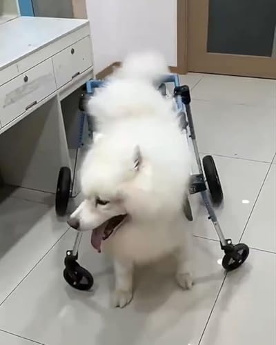 Déambulateur 4 roues chien handicapé avec attelle pattes avant arrière