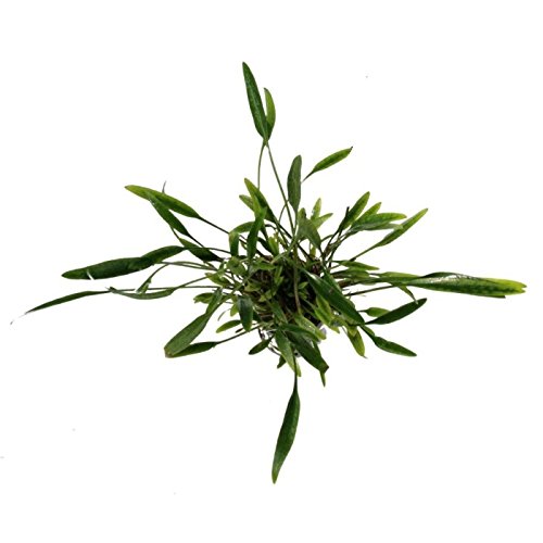 Cryptocoryne Nevilli – 1 Bunch – Live Plante pour Aquarium