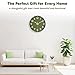 lanktoo Silent Wall Clock Non-Ticking Battery Operated – Modern Olive Green Analog Wall Clock for Living Room, Kitchen, Office, Bedroom – Stylish Home Wall Decor Clock, 8 Inch
