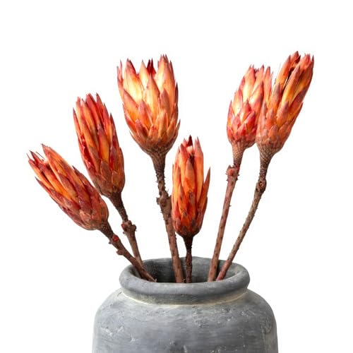 5 flores protea secas para decoración interior miniatura 7