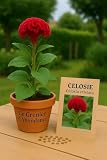 150 semi da seminare - L'Attico d'Abondanza - CELOSIA - Celosia Cristata