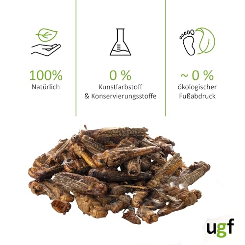 UGF - Getrocknete Heuschrecken - 65g im 500 Milliliter Eimer, Heuschrecken Insekten, Reptilienfutter, Nagetierefutter, Igelfutter, Eidechsenfutter, Vogelfutter Wildvögel Ganzjährig, Fischfutter