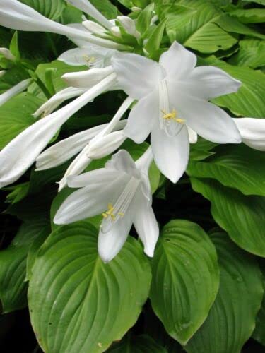 5 graines de Funkia Vert Parfumé (Hosta Plantaginea) G2 00 SEEDS SAMEN SEMI SEMILLA