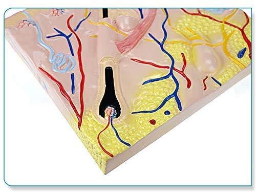 Struttura della Pelle Modello - Aereo Struttura della Pelle Modello Modello Anatomico Modello Anatomico Modello Anatomico Modello Anatomico - per Studio Display Modello Medico, Forniture ...