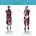 Teaching Model Tools,Anatomical Human Muscular Figure Model 80Cm Numbered Muscular Anatomy Model 27 Parts Removable Internal Organs Human Muscle Organ Model Training Manikin Model