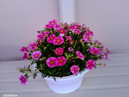 【ゆうパック配送】 カリブラコア「スーパーベル ストロベリースライス」の苗1鉢のサムネイル