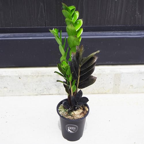ITANSE ザミオクルカス レイブン 4号 1個売り 品種で選べる観葉植物 サトイモ科ザミオクルカス属 非耐寒性常緑多年草 別名 ザミオクルカス ザミーフォリア レイヴン 英名 Zanzibar gem