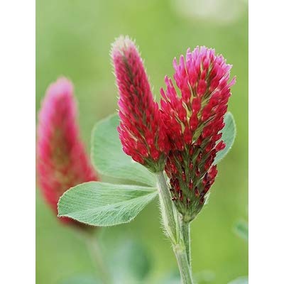 Amazon | 緑肥 クリムソン クローバー・ディクシー 種子 （面積