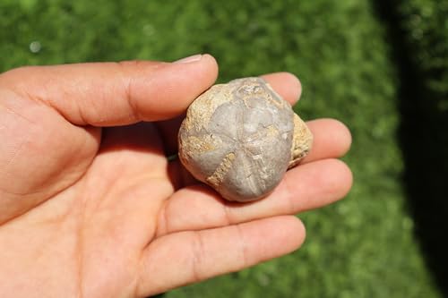 Image of 4pcs Sea Urchin Fossil Rare Toxaster peroni Fossil from The Cretaceous Period - Authentic Moroccan sea Urchin, Natural Specimen, for Collectors and Geologists A140