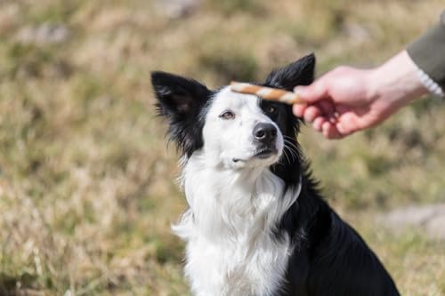 TRIXIE Hundeleckerli PREMIO Hunde-Chicken Sticks 80g - Premium Leckerlis für Hunde glutenfrei - ohne Getreide & Zucker, schmackhafte Belohnung für Training & Zuhause - 31747