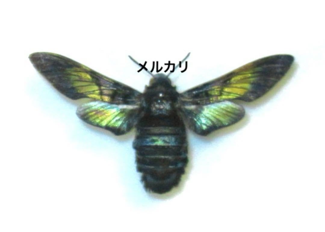 クマバチモドキ︎︎ ♀・蝶標本・蛾標本 Amazon.co.jp: クマバチモドキ 蝶標本蛾標本 : 文房具・オフィス用品