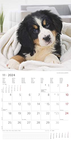 Hunde 2024 - Broschürenkalender 30x30 cm (30x60 geöffnet) - Kalender mit Platz für Notizen - Dogs - Bildkalender - Wandkalender - Hundekalender