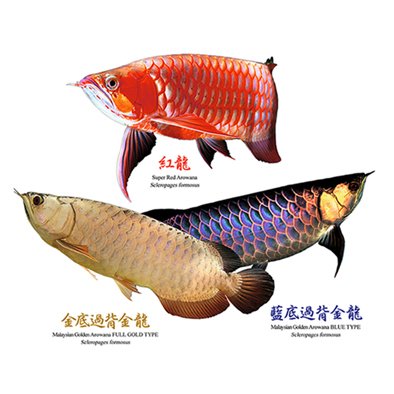 Amazon.co.jp: 3種類のアジアアロワナの木枠付きフォトタイル