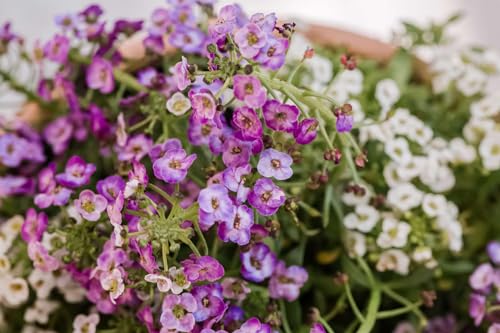 Image of Sweet Alyssum Flower Seeds - Fragrant, Easy-to-Grow Garden Flowers, Pollinator-Friendly, Continuous Blooms for Borders & Containers (Pack Of 50+ Seed)