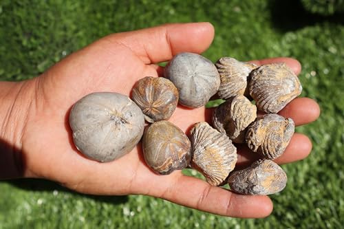 Image of Amazing Marine Fossil Collection: 4 Fossilized Sea Urchins and 6 Authentic Brachiopods, Perfect for Collectors and Natural Decor A170