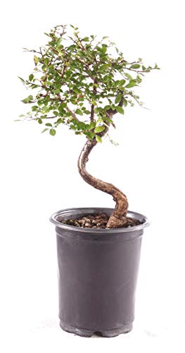 Brussel's Bonsai Live Chinese Elm Outdoor Bonsai Tree 5 Years Old 6'-8' Tall in Plastic Grower Pot, Small
