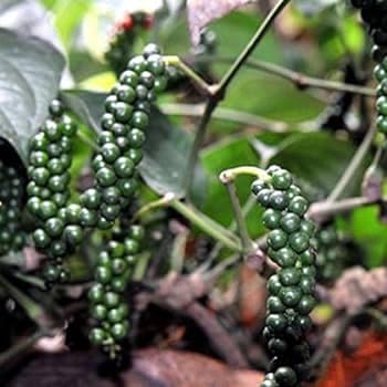 See full amazon price history chart for spices Kali mirch ka plant,kali mirch Plant pack of 1 spices Kali mirch ka plant,kali mirch Plant pack of 1 (B0CKXZC5M3) Amazon Price History, Amazon Price Tracker