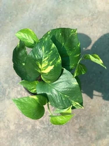 Pothos Houseplant for Home Decoration, Indoor Air Purifying Green Plant (1 Healthy Live Plant)-image-18
