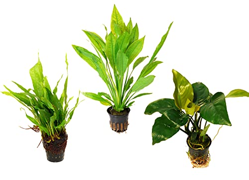Zoomeister - 3 schöne Töpfe für Barsch-Aquarien: Anubias, Javafarn, Schwertpflanze Cover