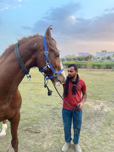 Blessing Horse Horse Halter (RED)