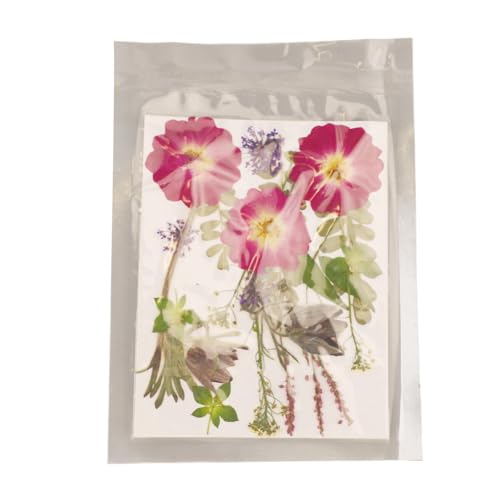 Flores prensadas secas coloridas 5 bolsas 100 piezas miniatura 6