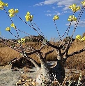 Amazon｜パキポディウム・グラキリス Pachypodium rosulatum var