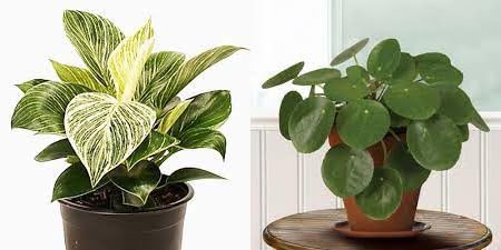 WBONLINEPLANTS INDOOR COMBO PHILODENDRON & COIN HIGHBRIDE LIVE PLANTS. PACK OF 2 INDOOR FRESH HEALTHY LIVE PLANT. WITHOUT POT (B0D2W8PX48) Amazon Price History, Amazon Price Tracker