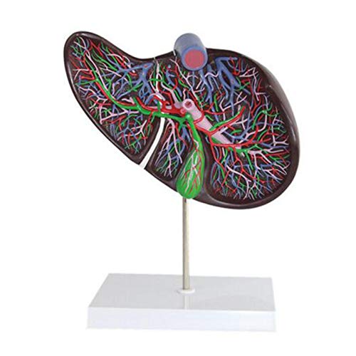 Human Gallbladder Anatomical Model, 1.5x Magnification Human Digestive Organs Liver Gallbladder Anatomical Model For Medical Teaching Training Aid