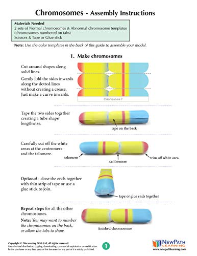Image of Chromosomes 3-D Paper Model Making Kit - Individual Student Edition (17-7714)