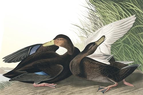 Art mural canard sombre vintage Audubon pour décoration chambre au style rétro