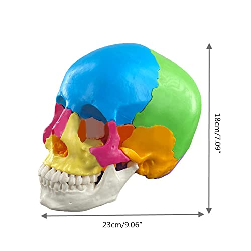 Crâne humain anatomique Morain avec structure interne pour enseignement - 3