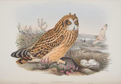 Lienzo decorativo para pared 60x90cm de John Gould con ilustración de ave Brachyotus Palustris