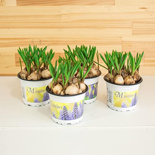 4 Grape Hyacinth Muscari (7 Bulbs in a Pot) Outdoor Gardening Perennial Plant Plants in 9cm Pot