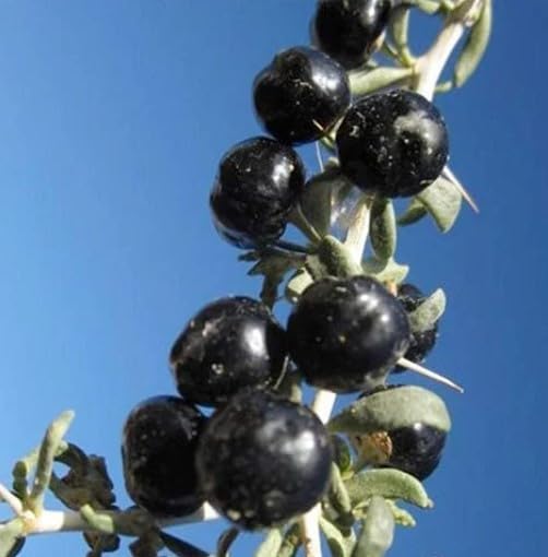 Generic 100pcs Goji Berry Fruit Seeds Black
