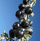 Generic 100pcs Goji Berry Fruit Seeds Black