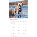 Carousel Calendars, Weimaraners 2026 Wall Calendar, 12'' X 12'', 16-Month Calendar with Stapled Binding