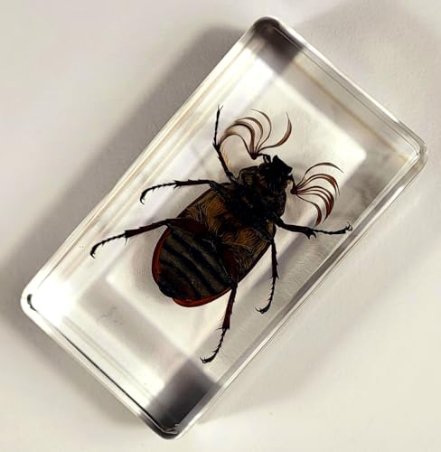 Image of 2.9 inch Real Pine Chafer Eyelash Beetle in Crystal Clear Lucite Resin Paperweight Specimen Preserved Polyphylla Fullo Insect Bug Taxidermy Crafts Collection for Biology Science Education Display Supplies
