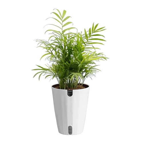 Costa Farms Parlor Palm Live Plant in Plastic Pot, Air Purifying Indoor Houseplant, Perfect for...