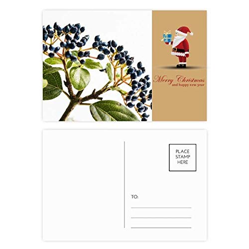 Cartes postales feuilles Simpol Nature lot de 20 correspondance blanche