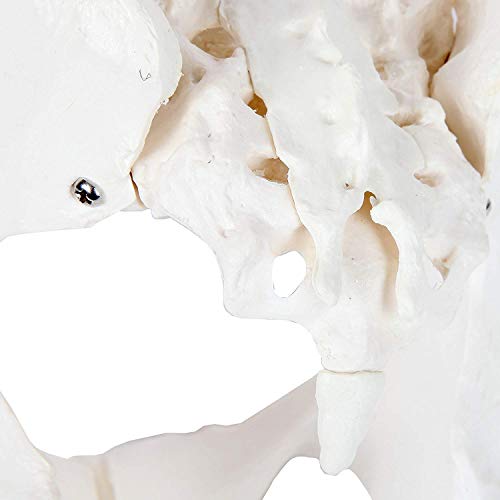 Image of Life-Size Female Pelvis Anatomy Model with Sacrum and Coccyx | Human Pelvic Skeleton Showing Pelvic Inlet, Outlet, Acetabula, Ischial Spines and Obturator Foramina | Medical Education Model | Myaskro