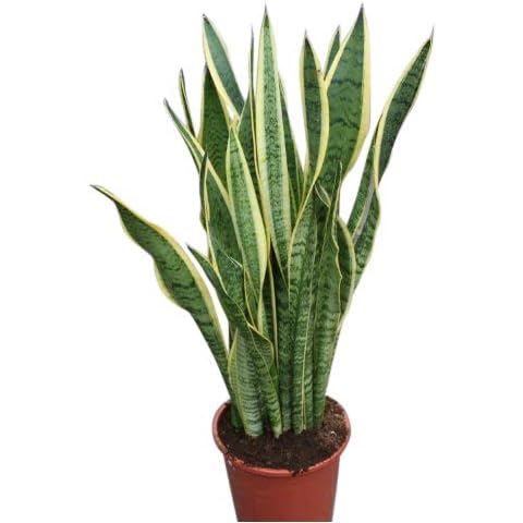 Variegated Sansevieria Indoor Plant - 30cm Cover