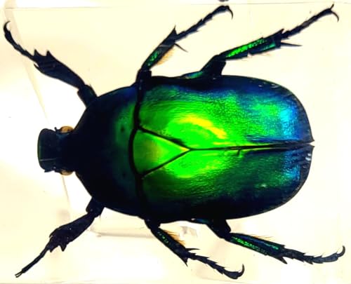Image of 44mm Real Green Flower Chafer Beetle in Crystal Clear Lucite Resin Specimen Torynorrhina Flammea Preserved Insect Bug Taxidermy Crafts Collection for Biology Science Education & Desk Ornament Display