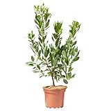 verdecora