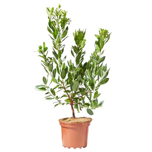 Verdecora Madroño en maceta de 3L | Arbutus unedo | Árbol Frutal y Ornamental | Ideal para Jardines, Terrazas y Decoración Exterior
