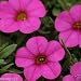 10 Seeds Calibrachoa Kabloom Deep Pink - Flowers Seeds -The First Calibrachoa From Seed