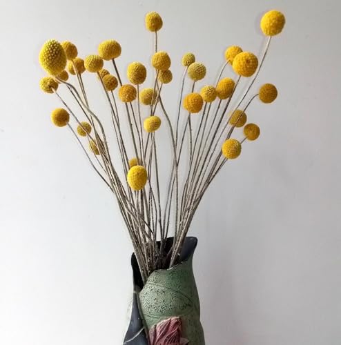 Flores Secas Craspedia Amarillas 50 Pcs 17 Pulgadas miniatura 4