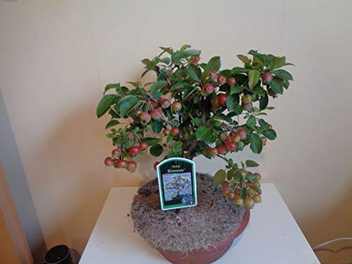 1 Malus Everest Zierapfel Bonsai-Rohware in 25cm Plastikschale gewachsen :  Amazon.de: Garten