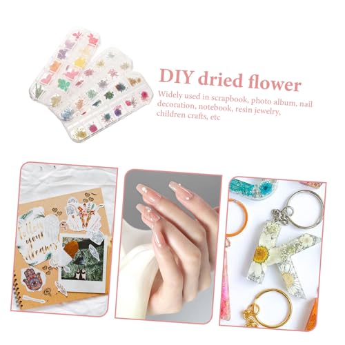 3 cajas flores secas naturales para manualidades miniatura 5